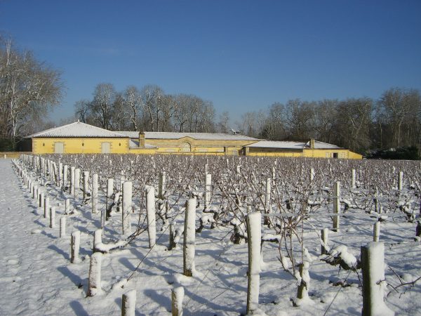 margaux vigne neve les conditions naturelles 600x450 1