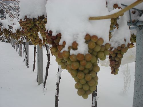 vitigno con neve photogallery grappolo opt