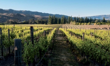 CHARDONNAY 2016 | CLOUDY BAY - immagine 5